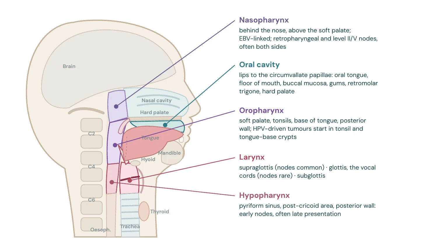 Where head and neck cancers arise (midsagittal section, schematic)
