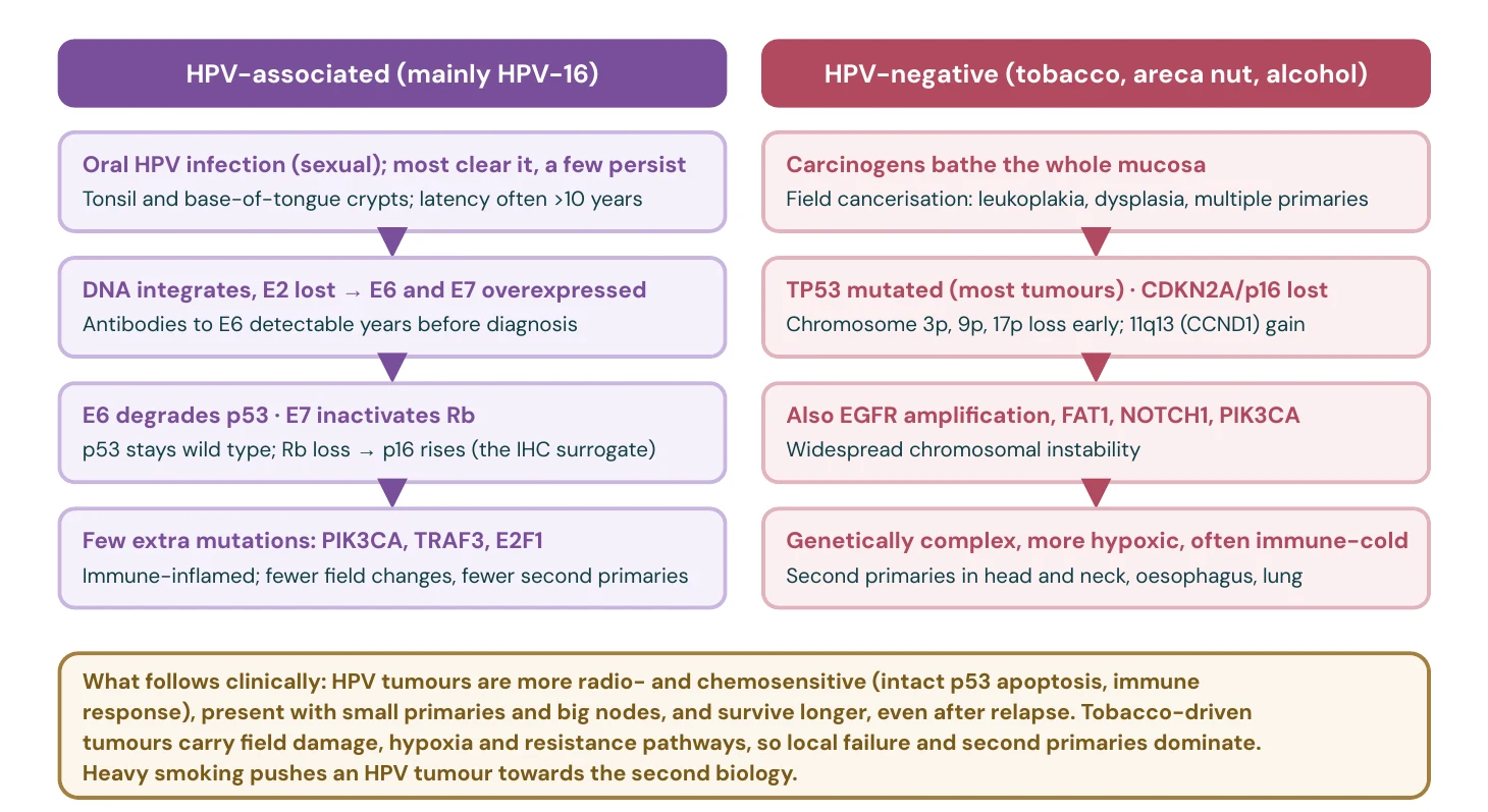 Two routes, two diseases