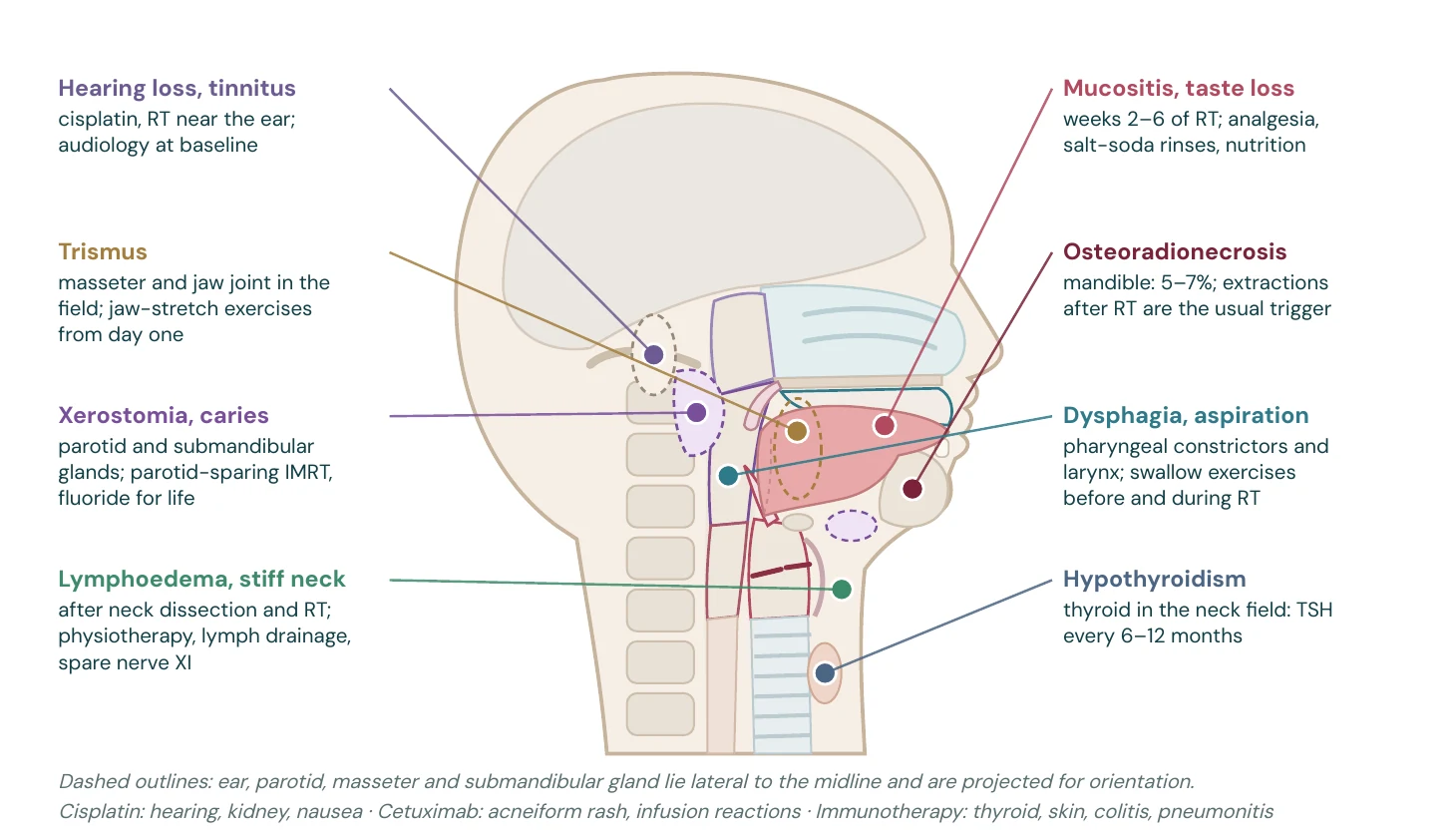 Side effects that shape survivorship, mapped to the organs at risk